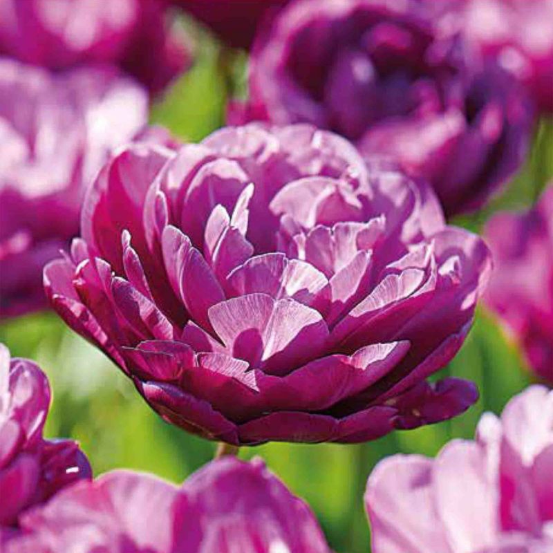Cebule tulipan Verve Blue Spectacle 10 szt.