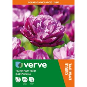 Cebule tulipan Verve Blue Spectacle 7 szt.