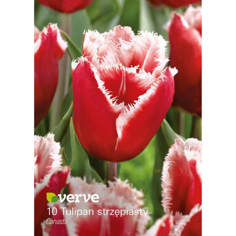 Cebule tulipan Verve Canasta 10 szt.