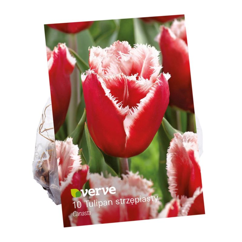 Cebule tulipan Verve Canasta 10 szt.