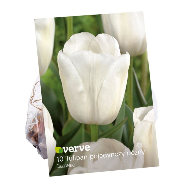 Cebule tulipan Verve Clearwater 10 szt.