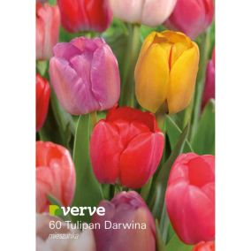 Cebule tulipan Verve Darwin Hybryda mix 60 szt.