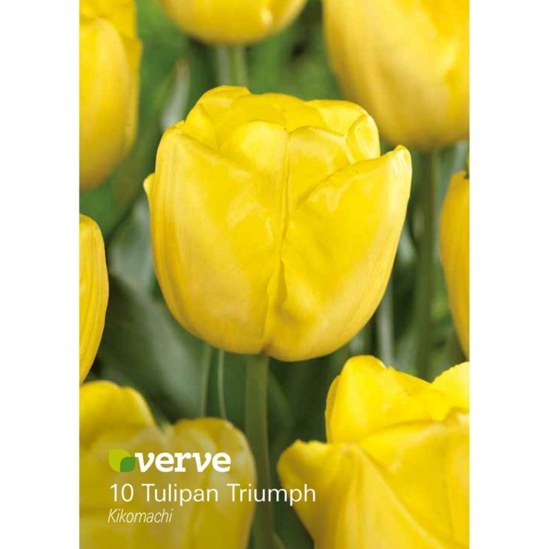 Cebule tulipan Verve Kikomachii 10 szt.