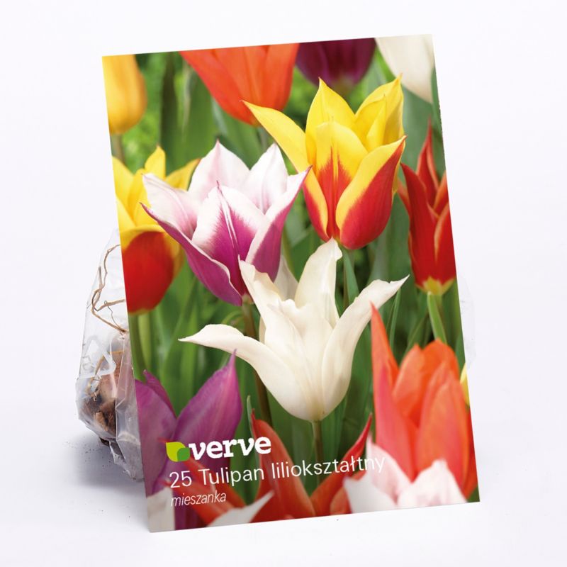 Cebule tulipan Verve Lily mix 25 szt.