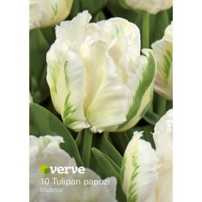 Cebule tulipan Verve Madonna