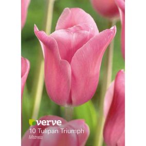 Cebule tulipan Verve Mistress 10 szt.