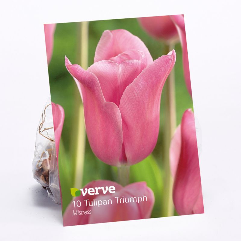 Cebule tulipan Verve Mistress 10 szt.