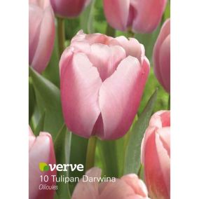 Cebule tulipan Verve Ollioules 10 szt.
