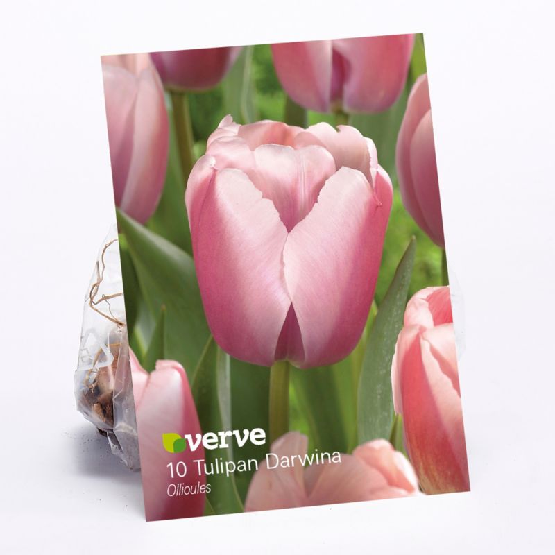 Cebule tulipan Verve Ollioules 10 szt.
