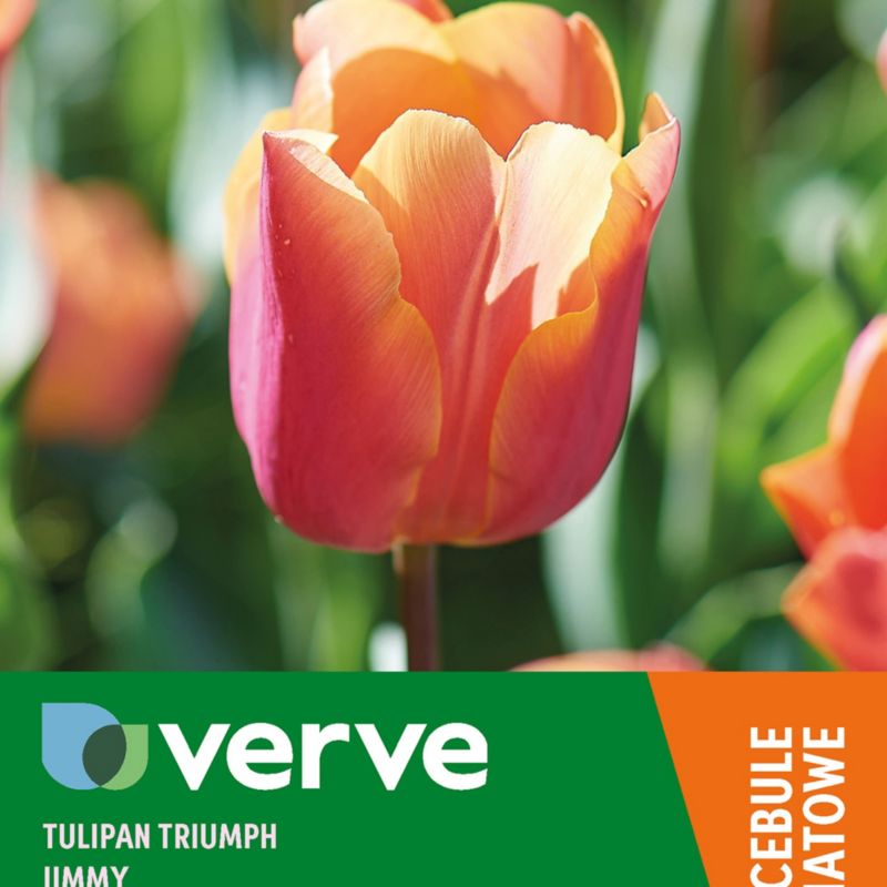 Cebule tulipan Verve Orane Princess 10 szt.