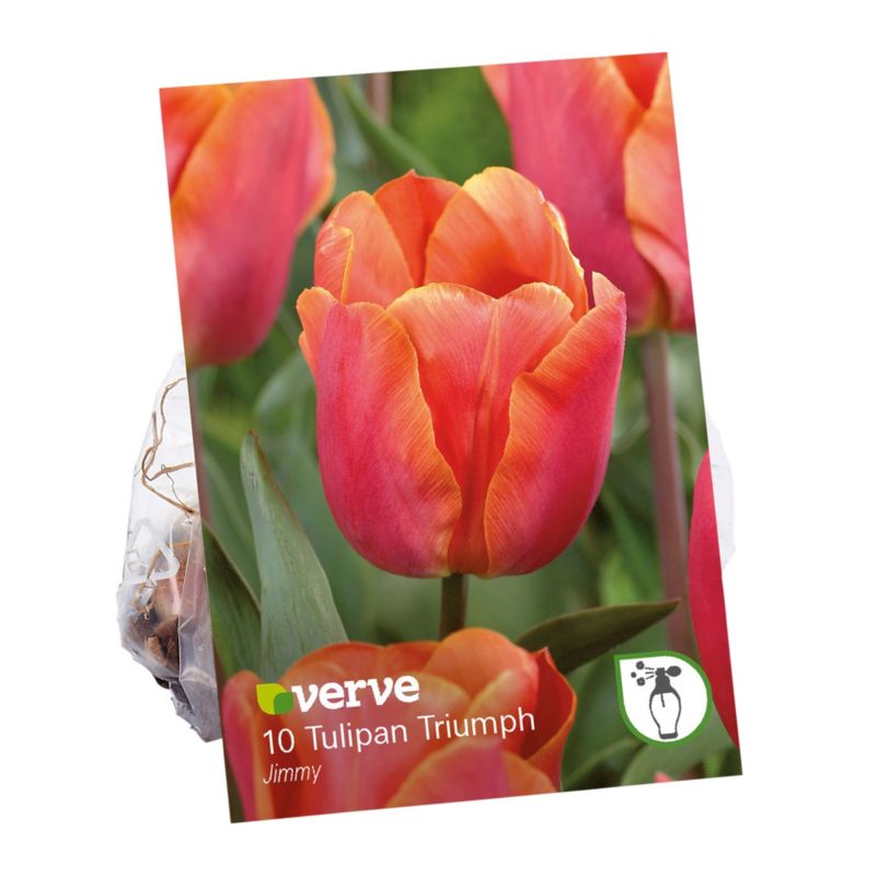 Cebule tulipan Verve Orane Princess 10 szt.