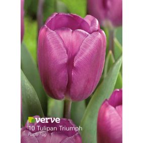Cebule tulipan Verve Purple Flag 10 szt.