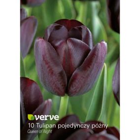 Cebule tulipan Verve Queen of the Night 10 szt.
