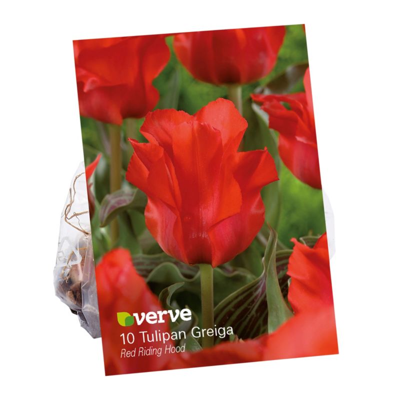 Cebule tulipan Verve Red Riding Hood 10 szt.