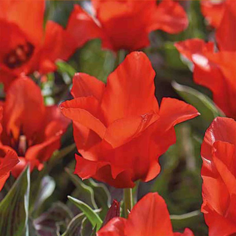 Cebule tulipan Verve Red Riding Hood 10 szt.