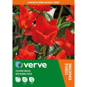 Cebule tulipan Verve Red Riding Hood 7 szt.