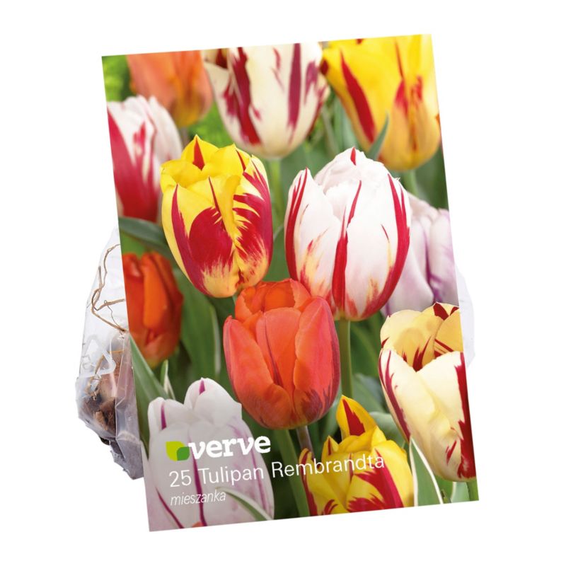 Cebule tulipan Verve Rembrandt 25 szt.