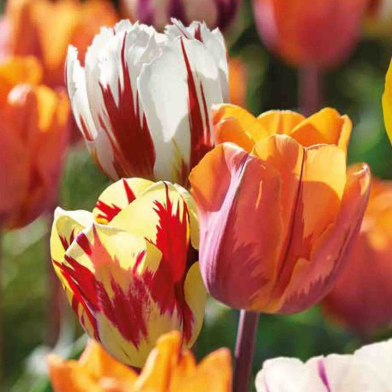 Cebule tulipan Verve Rembrandt 25 szt.