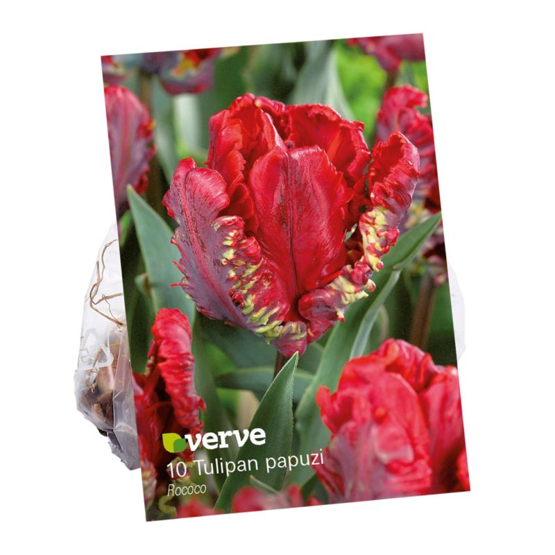 Cebule tulipan Verve Rococo 10 szt.