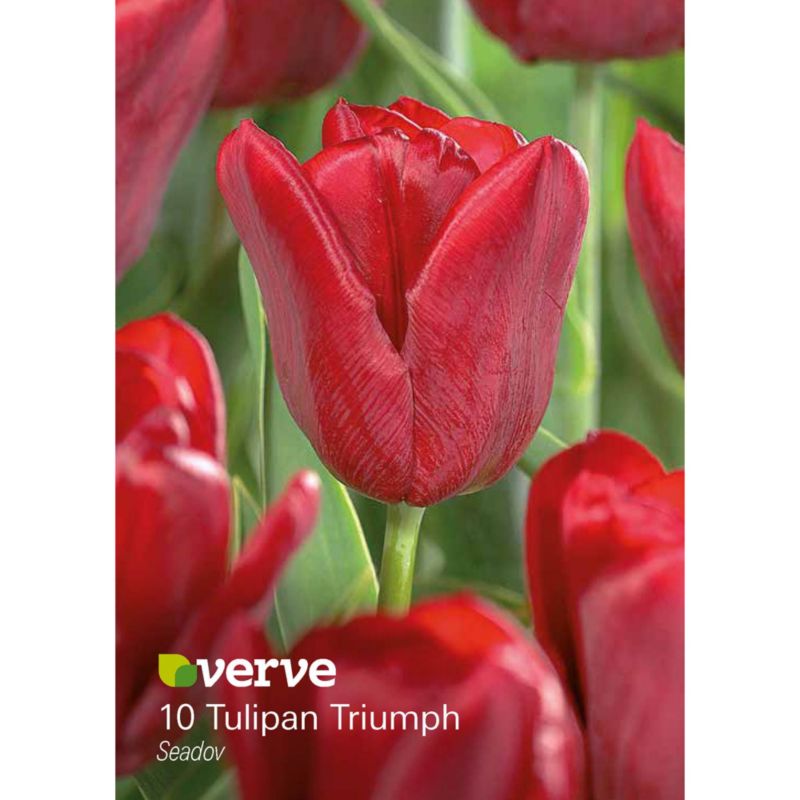 Cebule tulipan Verve Seadov 10 szt.