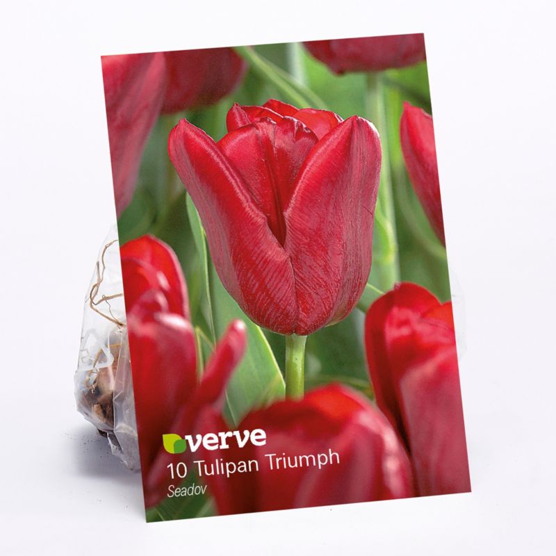 Cebule tulipan Verve Seadov 10 szt.