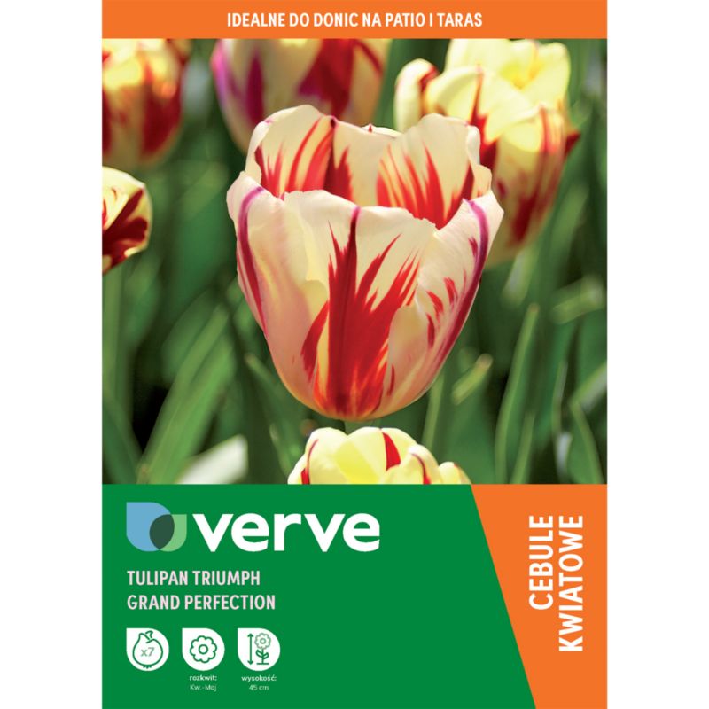 Cebule tulipan Verve Triumph grand perfection 7 szt.