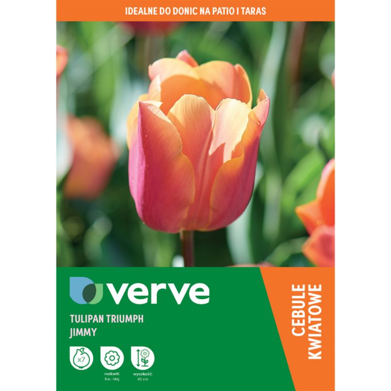 Cebule tulipan Verve Triumph Jimmy