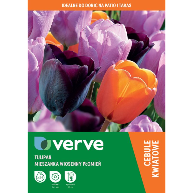 Cebule tulipan wysoki Verve czarno-fioletowy mix 14 szt.