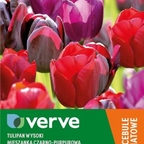 Cebule tulipan wysoki Verve czarno-fioletowy mix 25 szt.