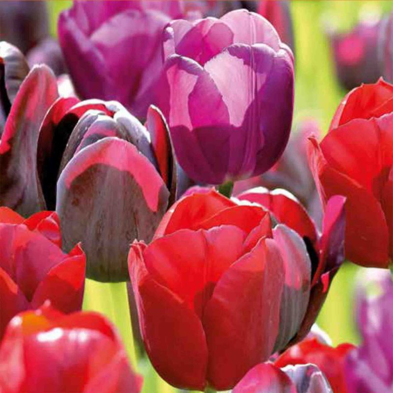 Cebule tulipan wysoki Verve czarno-fioletowy mix 25 szt.