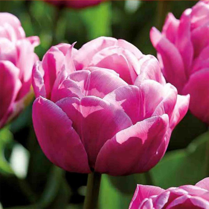 Cebule tulipan wysoki Verve Double You
