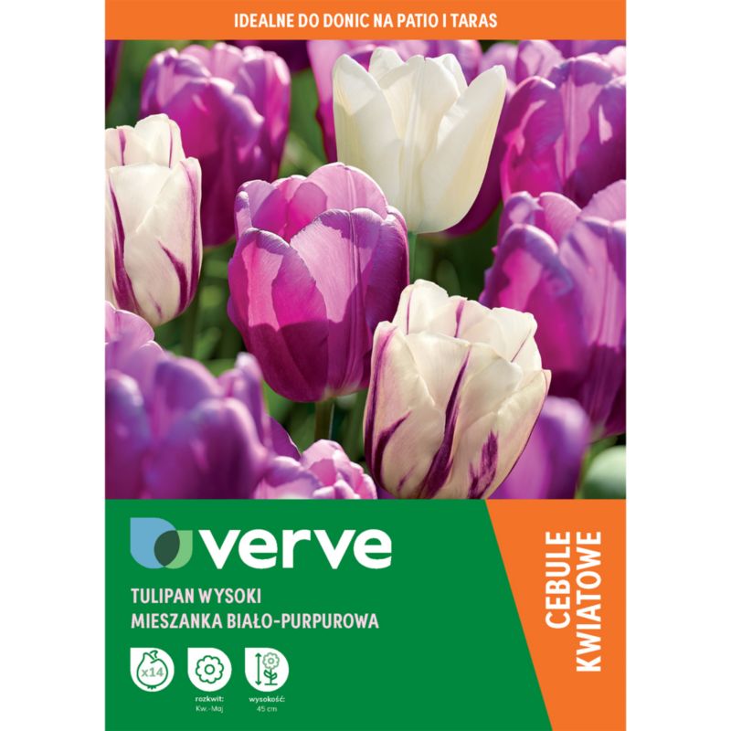 Cebule tulipan wysoki Verve fioletowo-biały mix 14 szt.