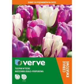 Cebule tulipan wysoki Verve fioletowo-biały mix 25 szt.