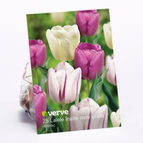 Cebule tulipan wysoki Verve mix