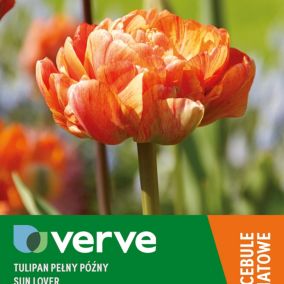 Cebule tulipan wysoki Verve Sunlover