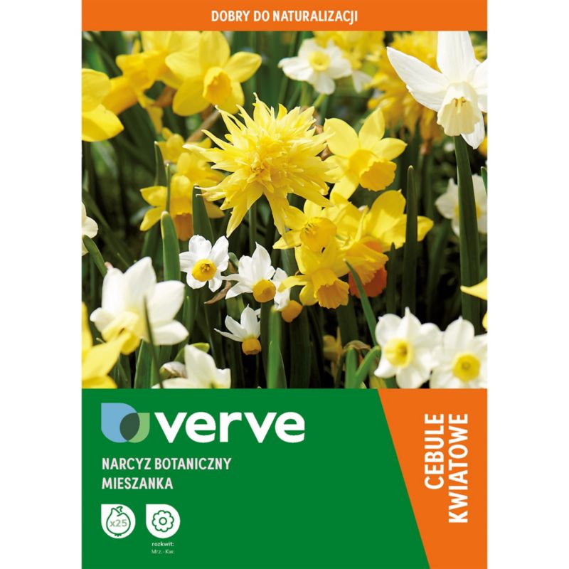 Cebule żonkil Verve mix