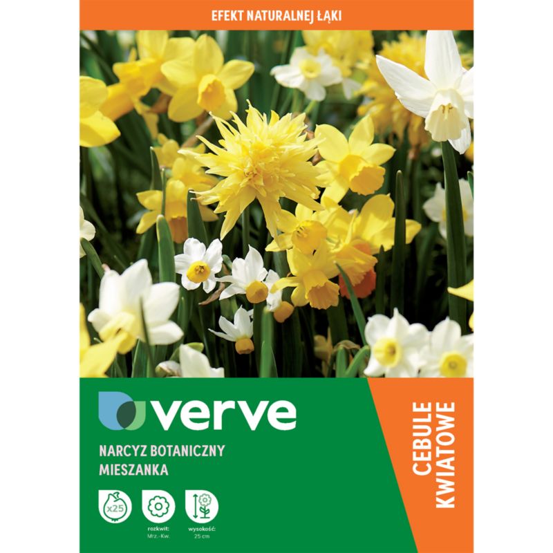 Cebule żonkil Verve mix