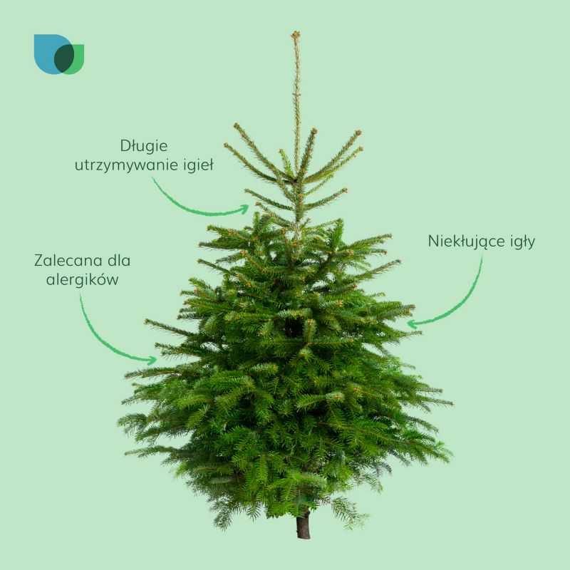 Choinka jodła kaukaska cięta 120-150 cm