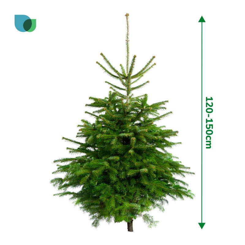 Choinka jodła kaukaska cięta 120-150 cm