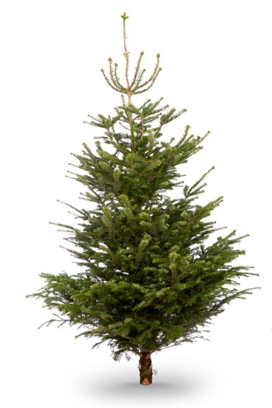 Choinka jodła kaukaska cięta 200-240 cm