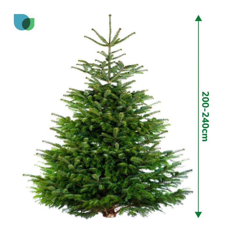 Choinka jodła kaukaska cięta 200-240 cm