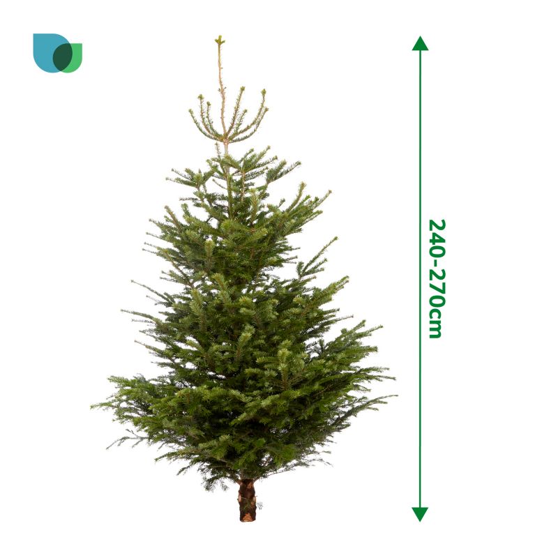 Choinka jodła kaukaska cięta 240-270 cm
