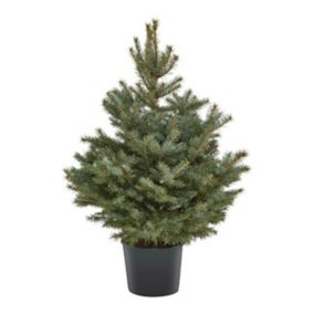 Choinka świerk srebrny w donicy 90-110 cm ukorzeniony