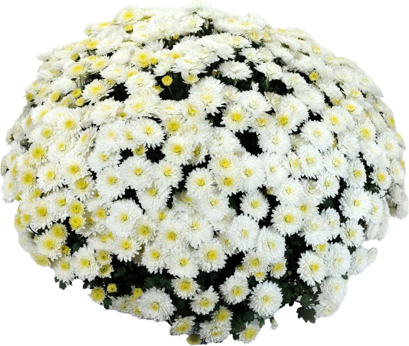 Chryzantema drobnokwiatowa miska 21 cm