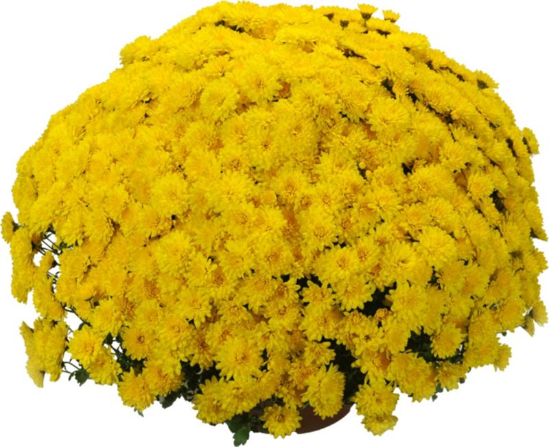 Chryzantema drobnokwiatowa miska 21 cm
