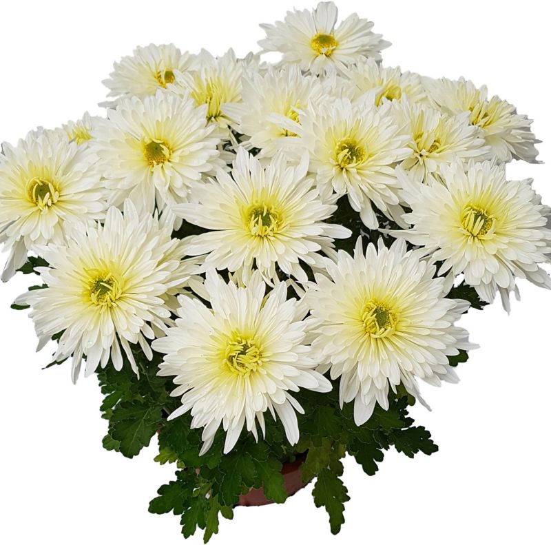 Chryzantema średniokwiatowa