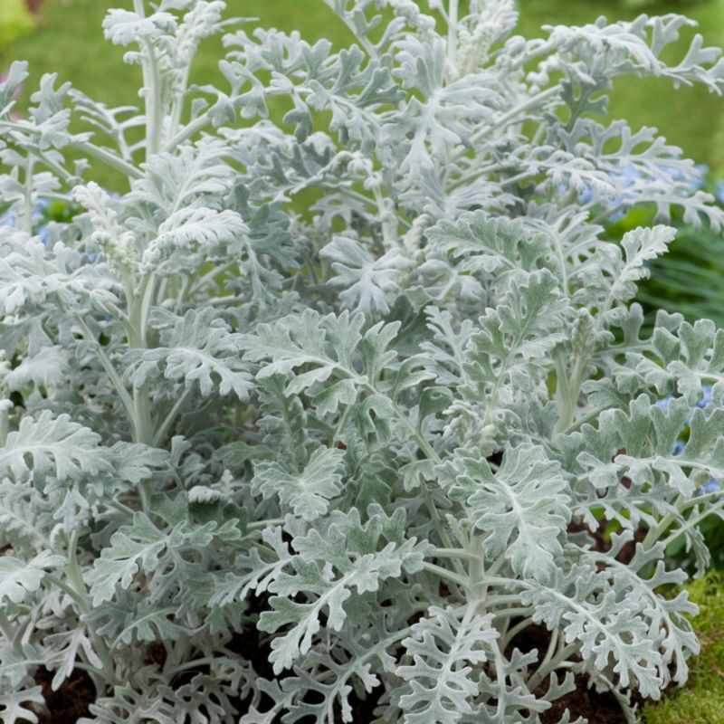 Cineraria 10,5 cm