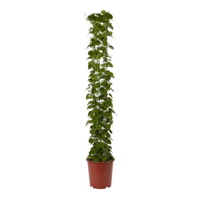 Cissus Rotundifolia 27 cm wys. 150 cm