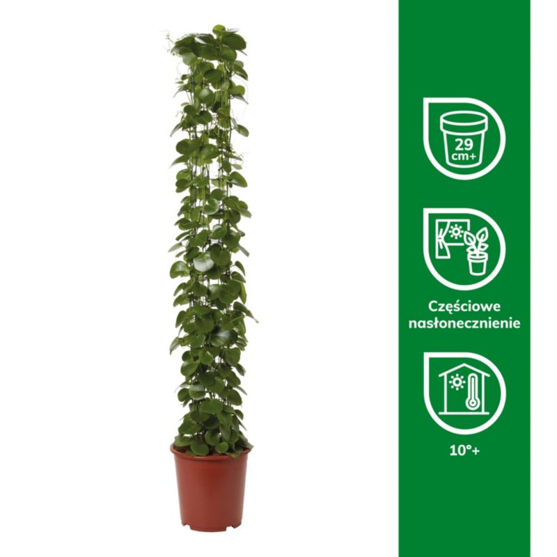 Cissus Rotundifolia 27 cm wys. 150 cm