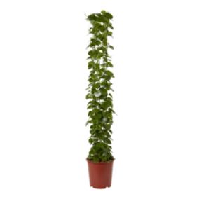 Cissus Rotundifolia 27 cm